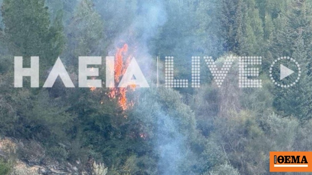 Φωτιά σε αναγεννημένο δάσος στον Πύργο