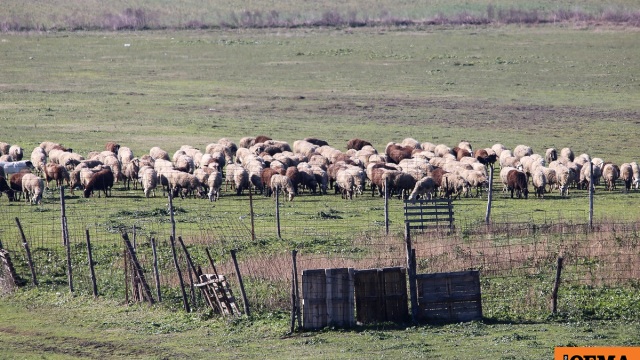 Οδήγησαν κοπάδι προβάτων στην εθνική οδό Αντιρρίου – Ιωαννίνων: Τροχαίο με τραυματία και νεκρά ζώα